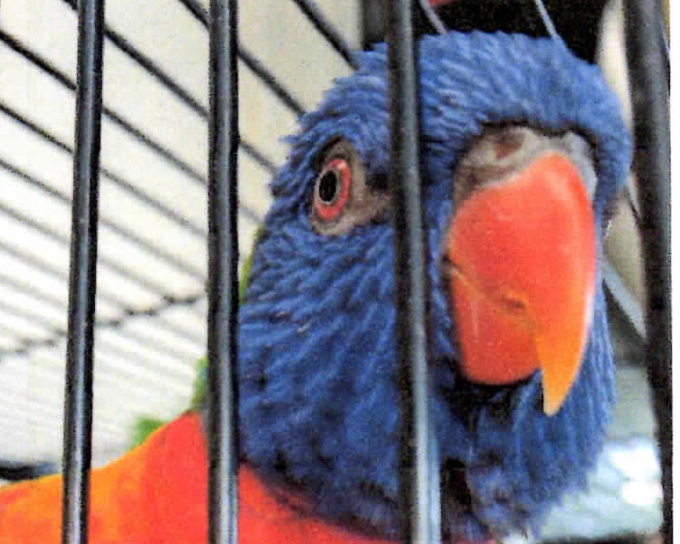 <p>Animale smarrito</p>